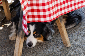 ein Hund liegt unter einem Tisch