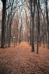 Obraz premium Autumn walk through a serene and quiet forest with bare trees and colorful fallen leaves