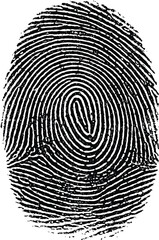 Detailed Black Ink Fingerprint Texture for Security, Identity and Forensic Design
