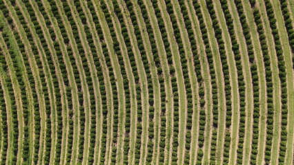 Aerial view of a vast agricultural plantation with neatly arranged rows of green crops and intersecting dirt paths