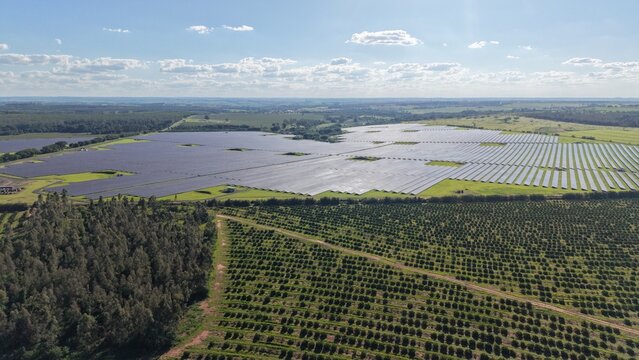 Aerial view of a large agricultural plantation with organized crop rows and intersecting dirt roads