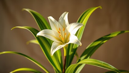 Obraz premium Discover the serene beauty of this elegant white lily a symbol of purity and grace share the love now