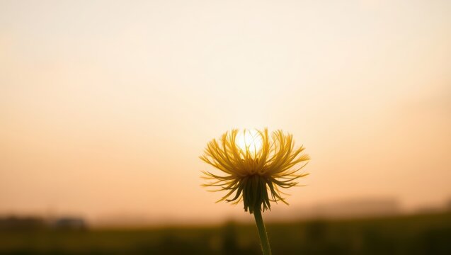 Golden hour magic: a dandelion silhouette against the sunset you won't believe is real, share now!
