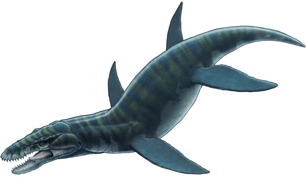 Illustration of a prehistoric marine reptile, the Mosasaurus, swimming in the ocean