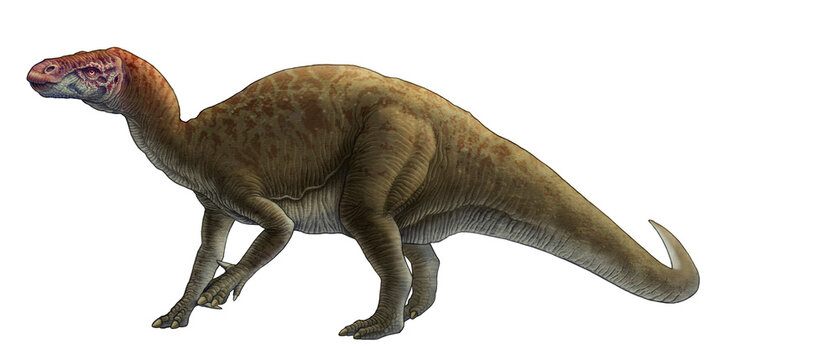 Illustration of a prehistoric dinosaur, the Iguanodon, isolated on a white background