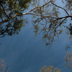 The sky is blue and the trees crowns are shown
