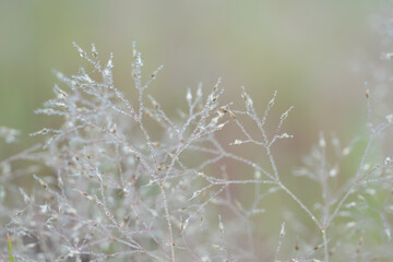 A field of grass with morning dew