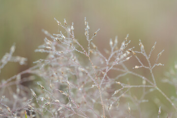 A field of grass with morning dew