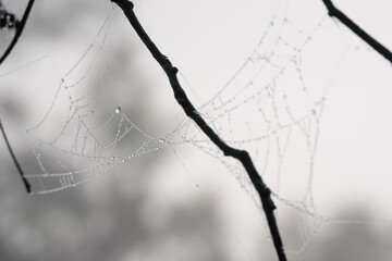 A spider web is shown in the image, with a few drops of water on it