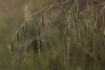 Grass with seeds covered in water drops like jewels