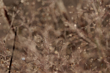 A field of brown grass with a few drops of water on it