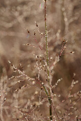 A field of brown grass with a few drops of water on it
