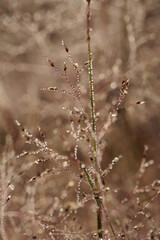 A field of brown grass with a few drops of water on it