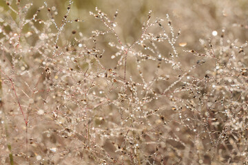 A field of golden brown grass with a few drops of water on it.