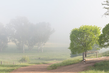 A foggy morning in a rural area with a tree in the foreground