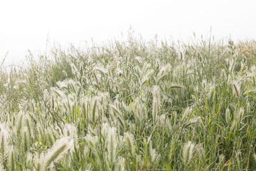 A field of tall grass with a hazy, cloudy sky in the background