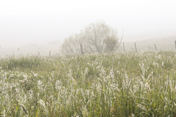 A foggy field with a tree in the middle
