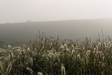 A foggy field with a tree in the middle