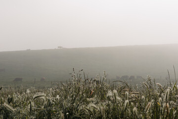 A foggy field with a tree in the middle