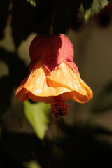 A flower with a yellow center and orange petals