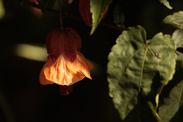 A flower with a yellow center and orange petals