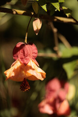 A flower with a yellow center and orange petals