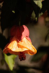 A flower with a yellow center and orange petals