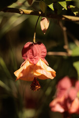 A flower with a yellow center and orange petals