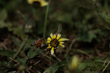 A yellow flower with a bee on it