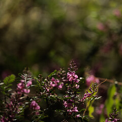 A bunch of purple flowers are in a field