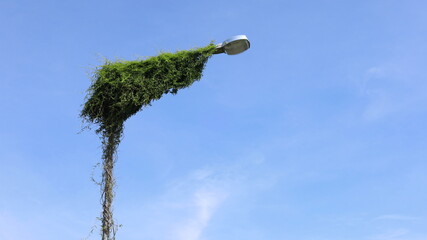 Green vines on a street lamp. Ivy growing on a metal street lamp pole against a blue sky with thin white clouds, with selective focus copy space.