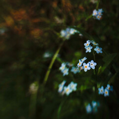 A close up of a bunch of blue flowers