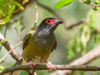 Australasian Figbird (Sphecotheres vieilloti) in Australia