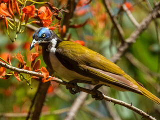 Blue-faced Honeyeater (Entomyzon cyanotis) in Australia