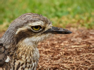 Bush Thick-knee (Burhinus grallarius) in Australia