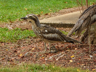 Bush Thick-knee (Burhinus grallarius) in Australia