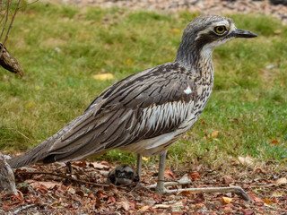 Bush Thick-knee (Burhinus grallarius) in Australia