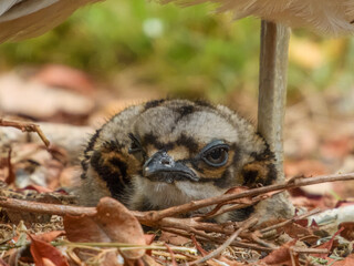 Bush Thick-knee Chick (Burhinus grallarius) in Australia
