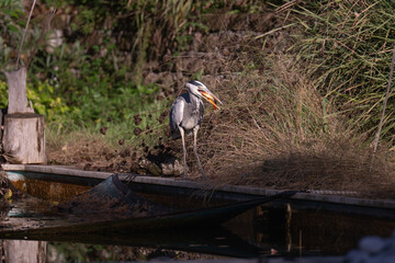 A Heron fishing in a natural pool