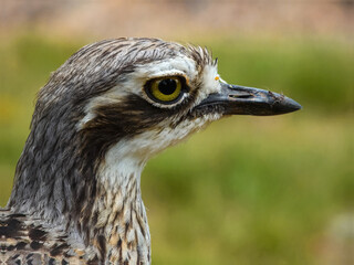 Bush Thick-knee (Burhinus grallarius) in Australia
