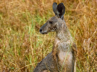 Eastern Grey Kangaroo (Macropus giganteus) in Australia