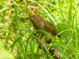 Fan-tailed Cuckoo (Cacomantis flabelliformis) in Australia