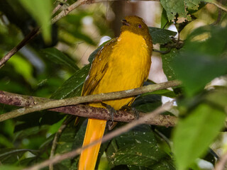 Golden Bowerbird (Amblyornis newtoniana) in Australia