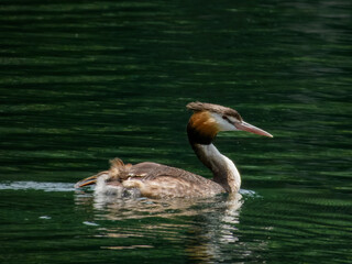 Great Crested Grebe (Podiceps cristatus) in Australia