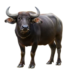 Keuken achterwand Buffel A large, dark brown water buffalo standing on a white background, facing the viewer.  © Ike