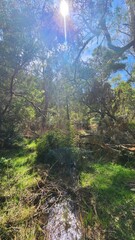 Werrikimbe National Park, New South Wales, Australia