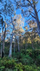 Werrikimbe National Park, New South Wales, Australia