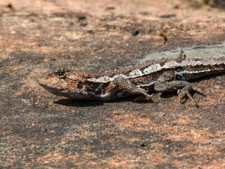 Mountain Dragon (Rankinia diemensis) in Australia