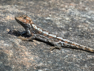 Mountain Dragon (Rankinia diemensis) in Australia