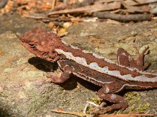 Mountain Dragon (Rankinia diemensis) in Australia
